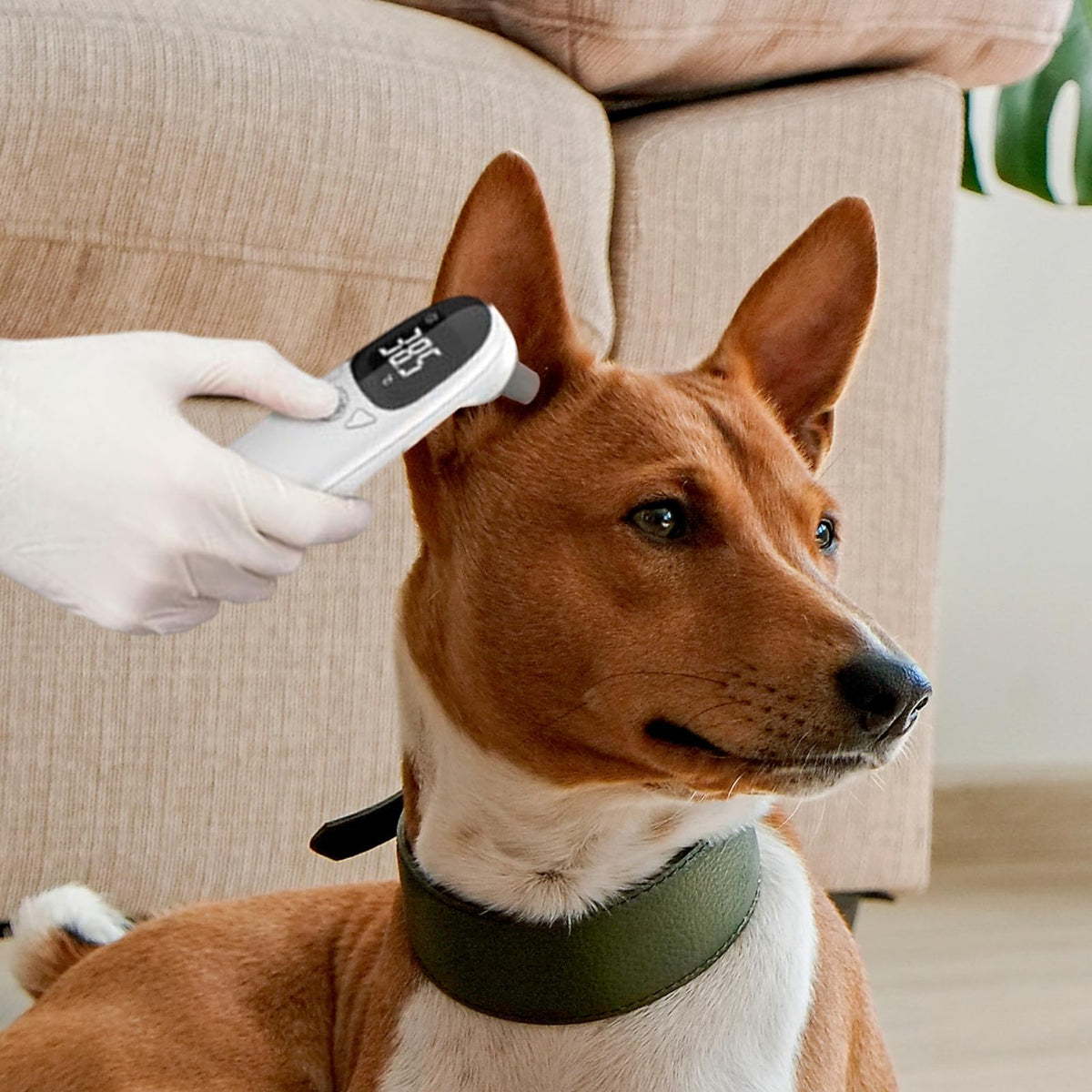 Pet Thermometer for Dogs & Cats – Non-Contact Infrared Ear Thermometer for Fast Temperature Checks