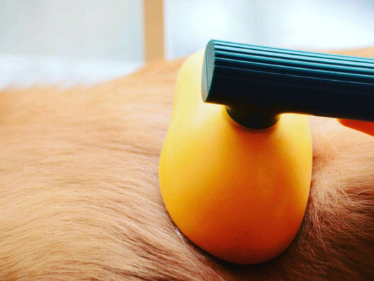 How Often Should You Brush Your Dog? A Simple Guide by Breed & Coat Type