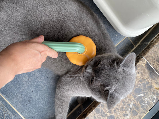 pumpkin cat brush