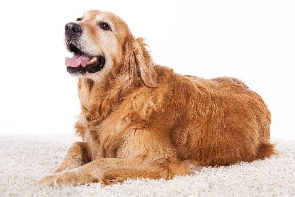 Why You Need To Groom Pet ----7 Benefits of Grooming