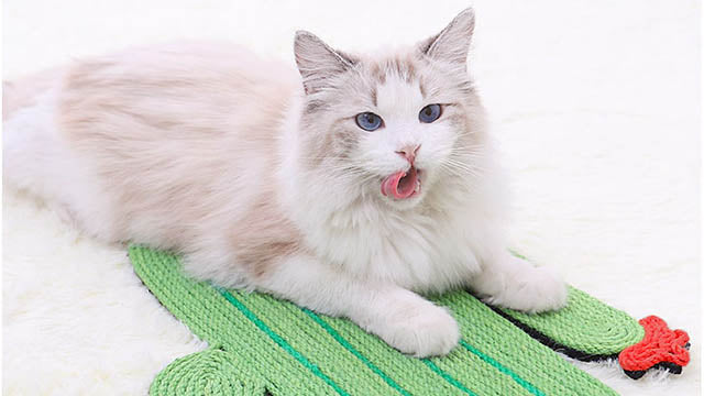 Cat scratching board