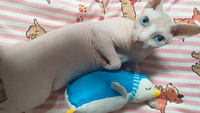 Penguin plush toy
