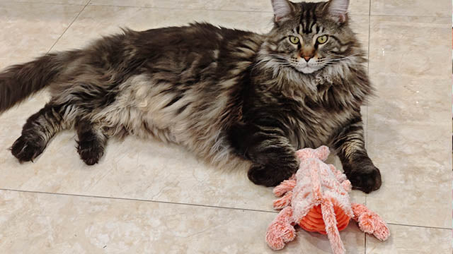 Fun lobster toy