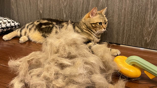 Pumpkin Cat Brush