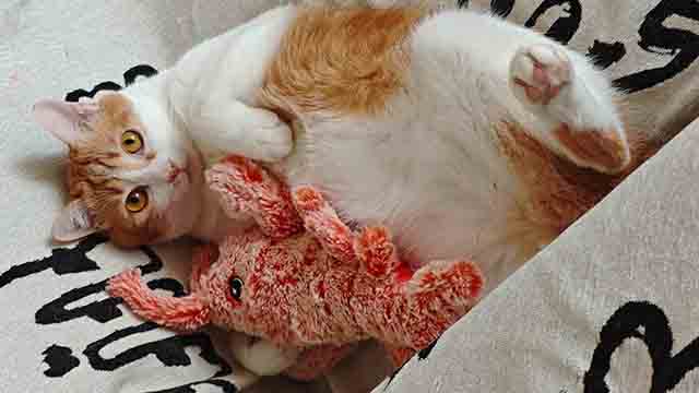 Fun lobster toy