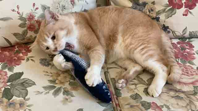 Wagging fish toy