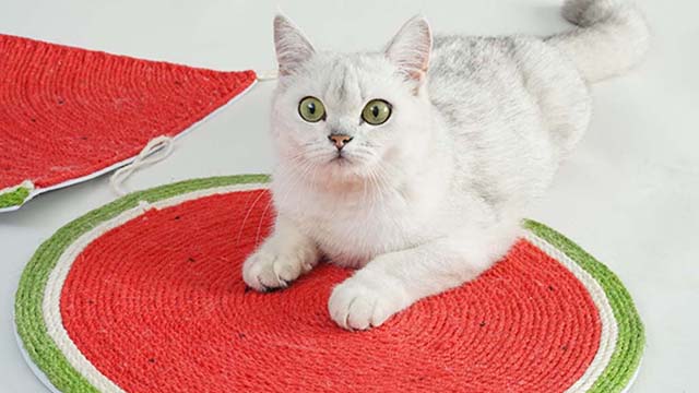 Cat scratching board