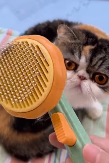 Kitten Massage Time