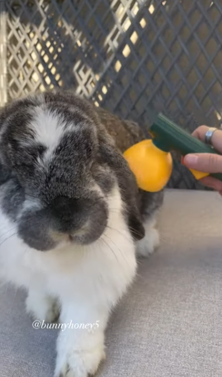 Bunny Massage Time