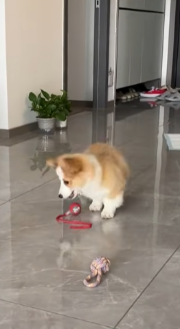 Happy Corgi Moment