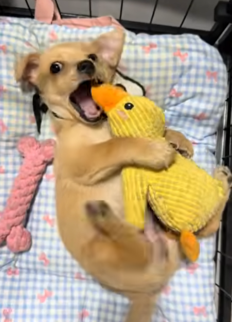 Instant Best Friends