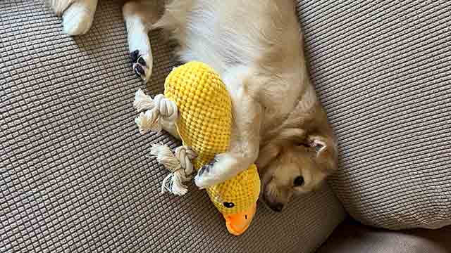 Yellow duck toy