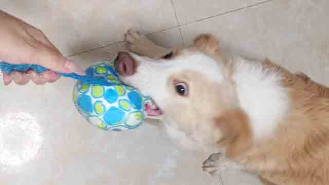 Happy Pet Moment