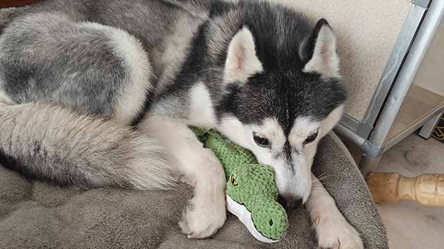 Alligator squeaky toy
