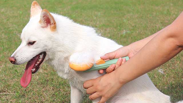 Pumpkin Dog Brush