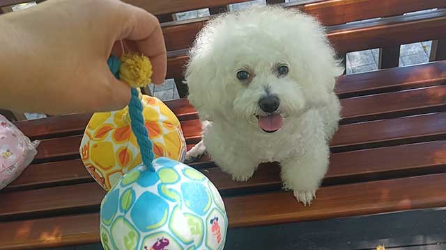 Ball-on-a-rope dog toy