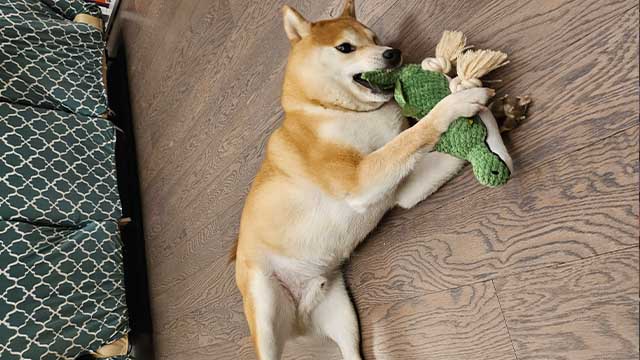 Alligator squeaky toy