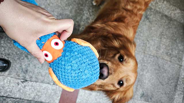 Octopus squeaky toy