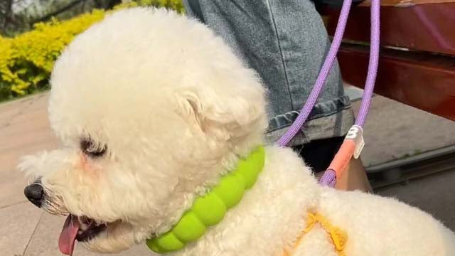 Slip lead dog leash