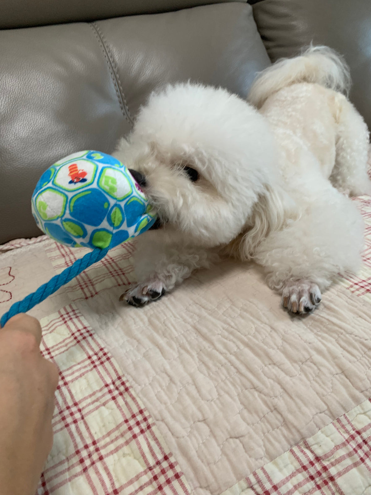 A Tug-of-war Moment