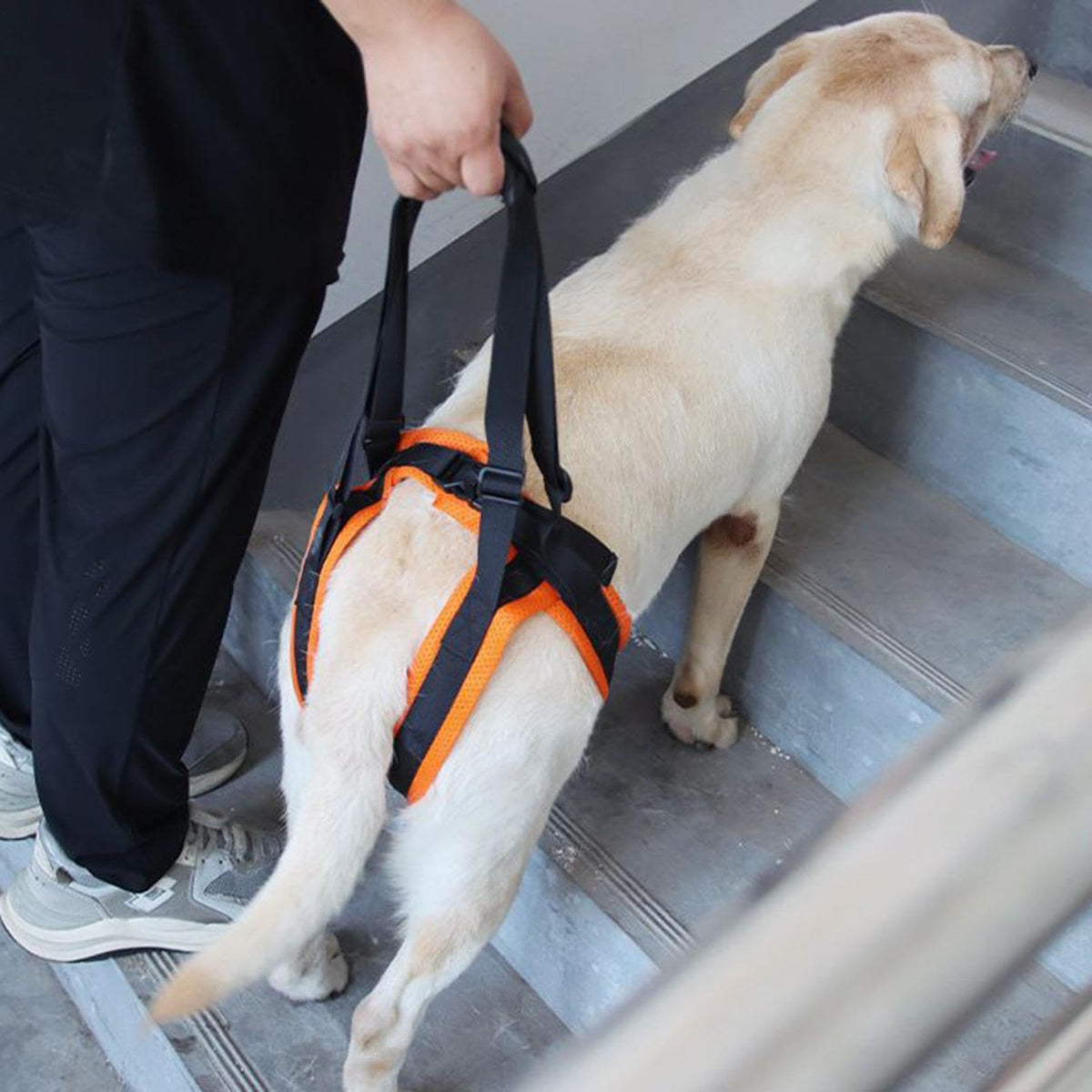 Dog Rear Leg Support Harness – Adjustable Hind Leg Mobility Sling for Dogs